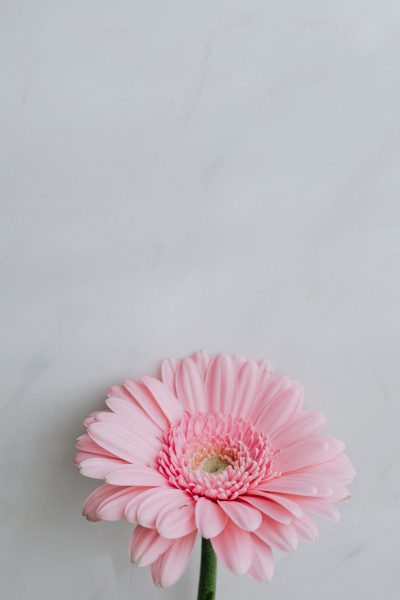 gerbera daisy pexels-karolina-grabowska-4022208